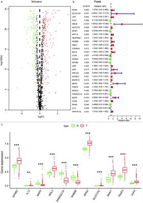 Prognostic Significance of Autophagy-Relevant Gene Markers in Colorectal Cancer